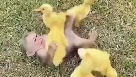 Baby Monkey And It's Duckling Friends