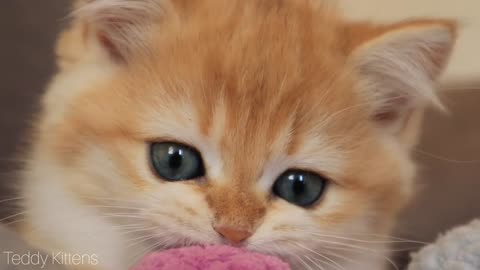 Eyes of My British Shorthair Kittens