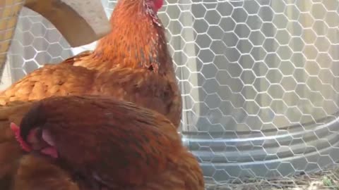 Preening Chickens #chickens #animals #nature #peace #backyardhomesteading #528hz