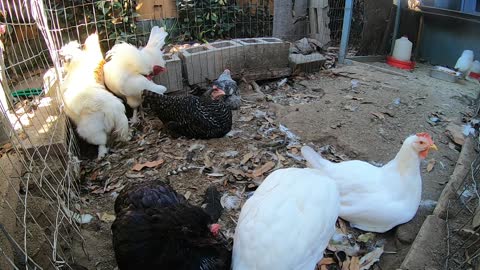 Backyard Chickens Dirt Bath Chicken Run Sounds Noises Hens Clucking Roosters Crowing!