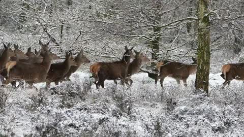 Group of Deers