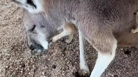 The baby kangaroo wants to hide in the pocket of its mother's arms