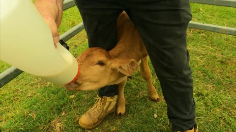 85-Droughtmaster calf not feeding so its on a bottle, 23.01.2023