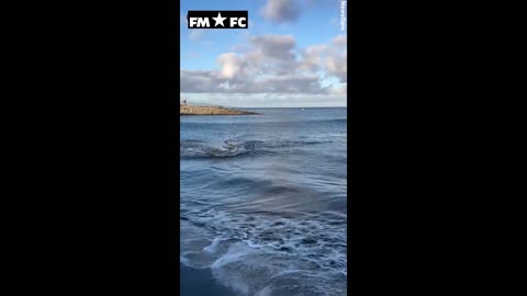 Terrifying moment shark thrashes towards swimmers in Gran Canaria