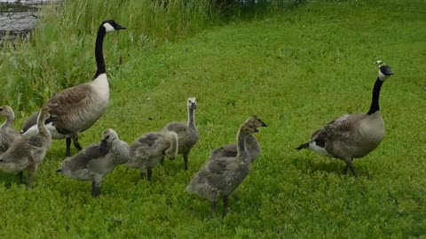 Beautiful ducks