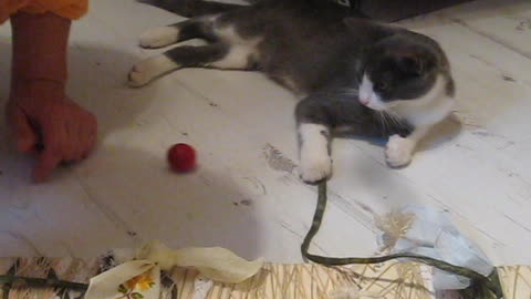 Cute kitty learns how to scratch