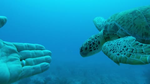 Deep sea divers have incredible encounter with sea turtle