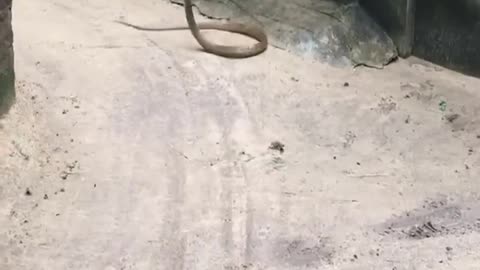 Mongoose vs Snake fight 😱