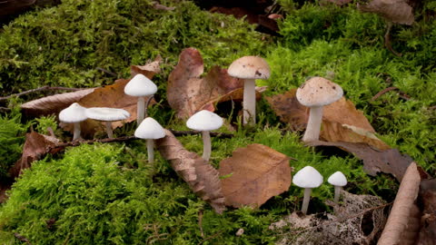 Rapid growth of mushroom fungi
