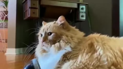 funny cat videos are guaranteed to brighten your day. Enjoy the Laugher challenge! 😂🐾📹