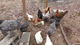 Chickens try spinach flavored wraps.