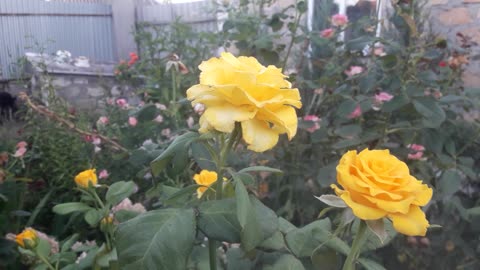 Memories of Yellow Roses
