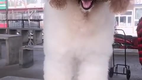 Gigantic Fluffy Poodle Dogs Love Being Carried Everywhere 😍Funny Cat And Dog Videos🐩