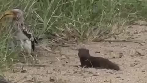 a bird playing with an animal