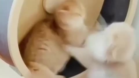 HaHaHa😹 Must watch This Adorable Funny Cute Cats Fight 😻😽😸