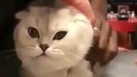 Cute cat got doctor injection