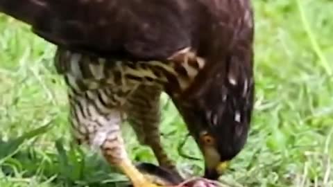 eagle vs big snake~mayahir