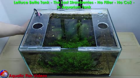 Lettuce Betta Tank - The Last Strawberries - No Filter - No Co2 - in Aquarium Tank
