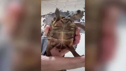 SHELL WE DANCE? Pet Turtle Goes Viral For Slick Dancing Moves