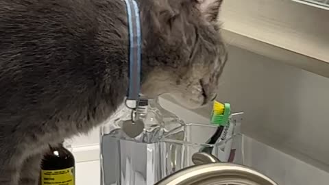 Cat Licks Owner's Toothbrush