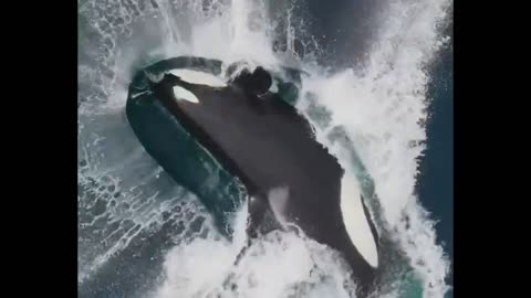 Epic Orca breach from a drone!