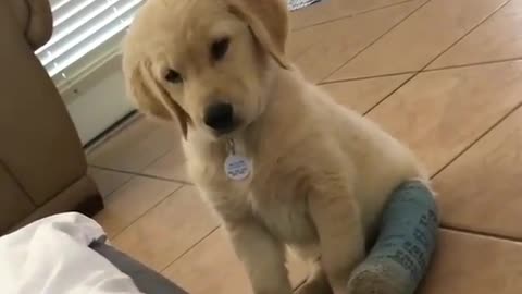 Funny animal videos|Cute animal videos |Funny dog&cat videos|Hilarious pet videos|Funny video