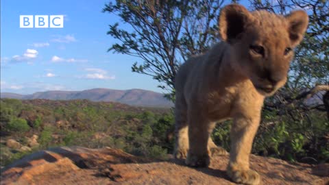 Funny Talking Lion Cubs Breast Feeding Tips (Helen Mirren,Kate Winslet,Rupert Graves,Martin Freeman)