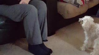 Peanut The Dog Talks PAWlitics with Grandma