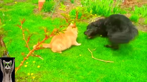 New Funny Animals Video 2023 | Funniest Cats and Dogs Videos | New Funny Video Of Cat And Dogs #192