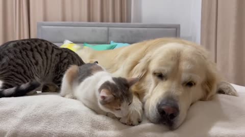 Poor Golden Retriever Attacked by Kittens