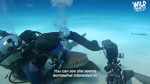 Diver Befriends A "Relentless" Nurse Shark | The Dodo Wild Hearts