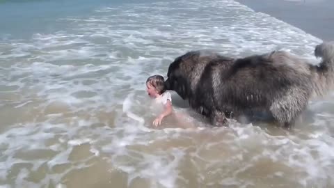 Caucasian Shepherd saves little girl from wave