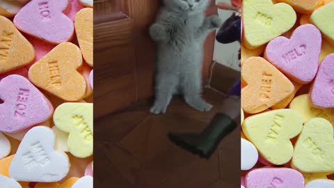 Amazing Moments Cats Videos | Funniest Cats | Popular - Short Film Video