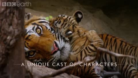 Dynasties: First Look Trailer | New David Attenborough Series | BBC Earth