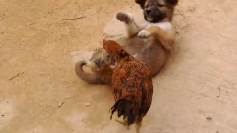 AYAM REMAJA MELAWAN ANAK ANJING