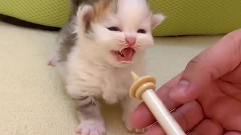 Cute baby cat part-20