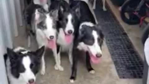 These dogs have the best door manners! 😲🐶🤵