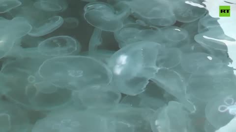 Crimea's Balaklava Bay filled with jellyfish due to weather conditions