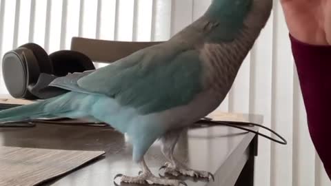 My Smart parrot "Turn-arrounds"