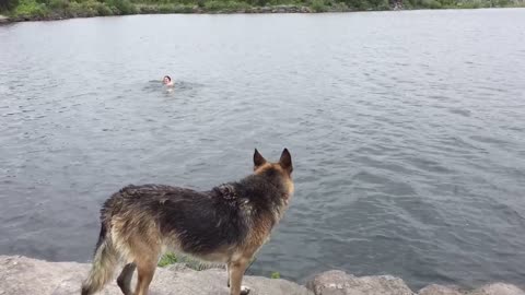 German Shepherd trained to rescue owner from lake