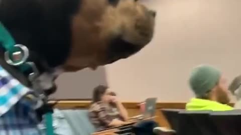 Dog in a class.....!