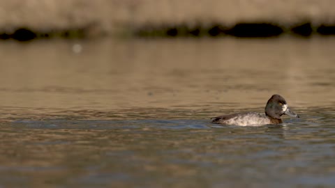 Lesser Scaups Diving, Sony Alpha 1/Sony A1, 4k