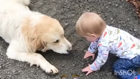 Cute Adorable babbies playing with dogs compilation - funny babbies and dogs videos😍