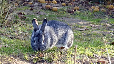 Rabbit on the lawn