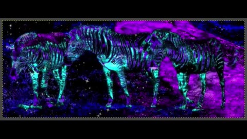 Zebras Wondered into my Space Art