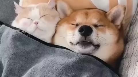 Unlikely Friendship- Astonishing Cat and Dog Duo! Short