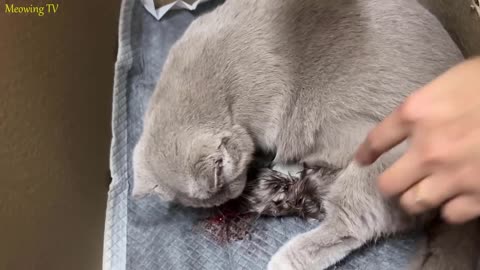 Cat Giving Birth_ Cat givings birth to 3 kittens of the same color -..... 😅.............. 😁