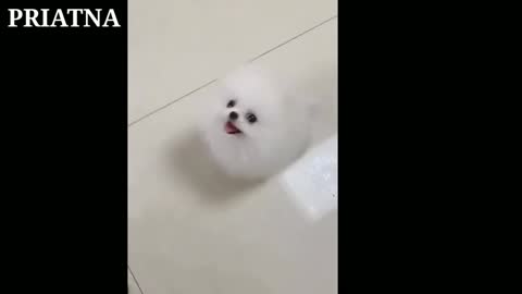 funny dog ​​video compilation