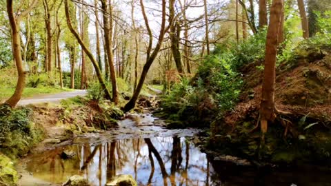 Gosford Forest Park