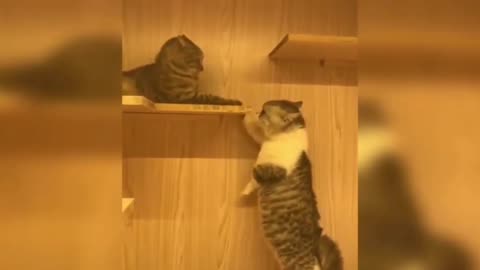 The Best Funny Cat Videos: The Cutest Cat funny videos